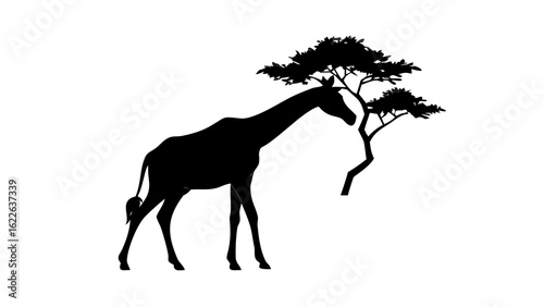 Silhouette of a giraffe reaching for leaves on a tree in black and white african landscape scene