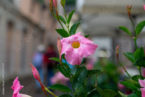 Pink trumpet-shaped flower with raindrops on leaves, city street background
