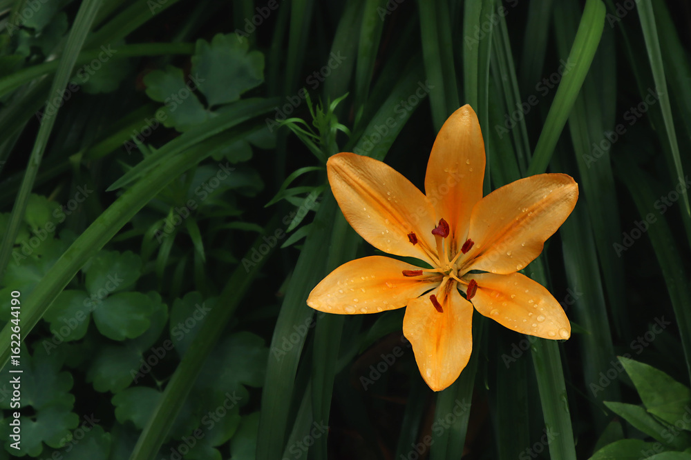 Fototapeta premium Orange lily flower in the garden. Nature background.