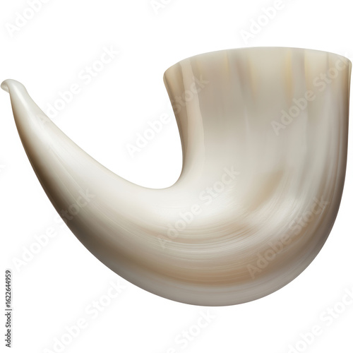Elegant conch shell on a white background