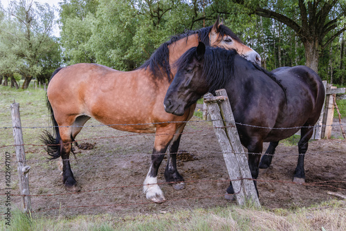 Horses in enclosure in rural area of Mazowsze region, Poland