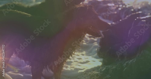 Hearing sound, two wet dogs edging into surf, sniffing rock, shifting gaze toward unseen stimulus