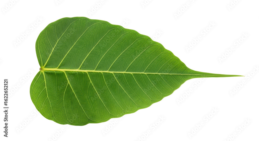 Obraz premium Isolated Heart-Shaped Green Leaf