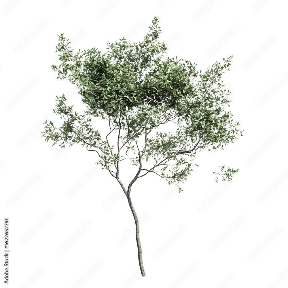 Obraz premium Vibrant Isolated Lush Green Tree on White Background for Design Projects