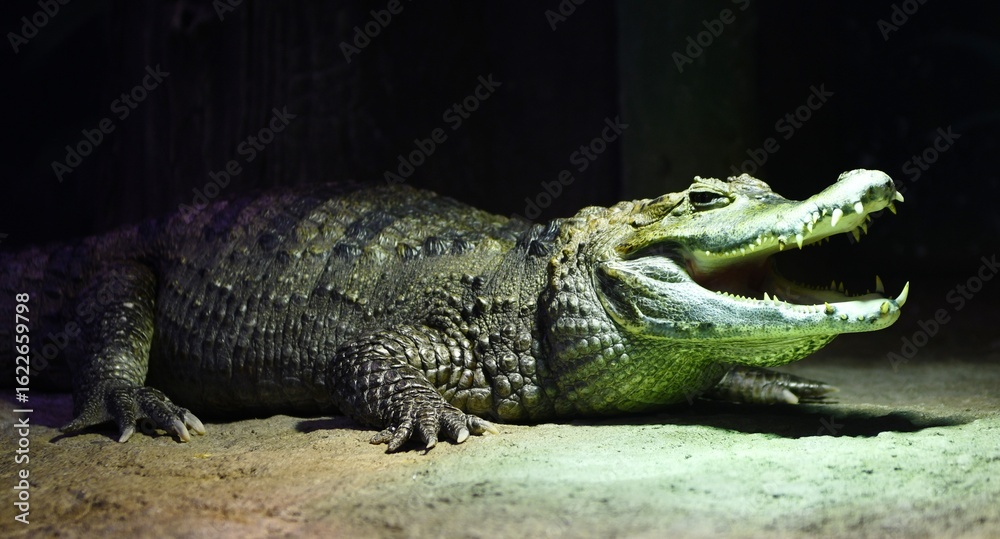 Fototapeta premium alligator in the everglades