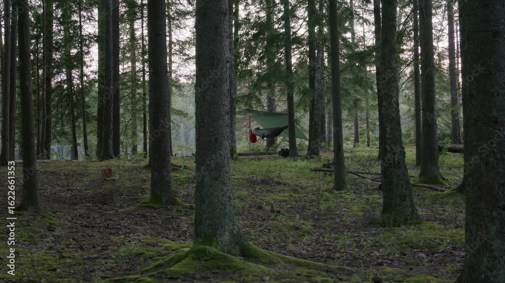 Wide forest view of a secluded hammock campsite with green tarp and backpack, nestled among moss-covered tree roots and trunks in a tranquil pine forest during soft daylight Wide forest view of a secluded hammock campsite with green tarp and backpack, nestled among moss-covered tree roots and trunks in a tranquil pine forest during soft daylight