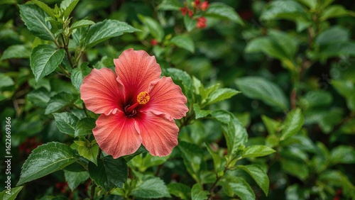 Hibiscus is rich in flavonoids, tannins, and mucilage with properties like anti-inflammatory, diuretic, pain relief, and calming effects.