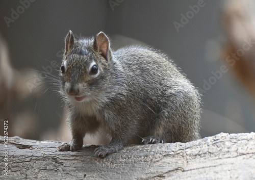 A Père David's rock squirrel 0n a branch