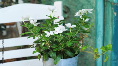 Wallpaper Mural Potted white flowering plant in foreground, with white wooden chair and turquoise wall in background. Filmed at a cozy café on Aegina Island, Greece. Peaceful summer vibe, no people Torontodigital.ca