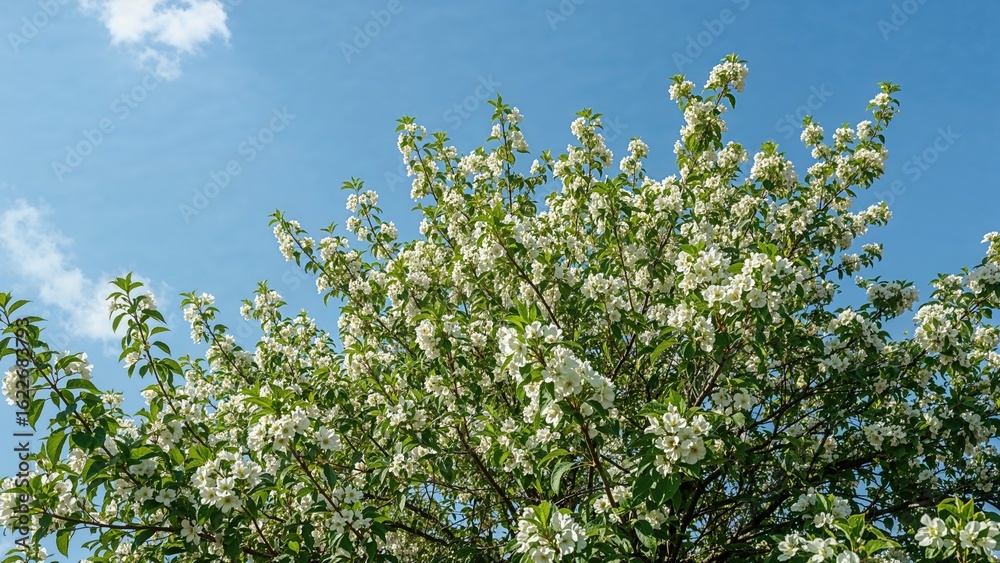 Fototapeta premium Nature scene with a green tree blossoming flowers during summer