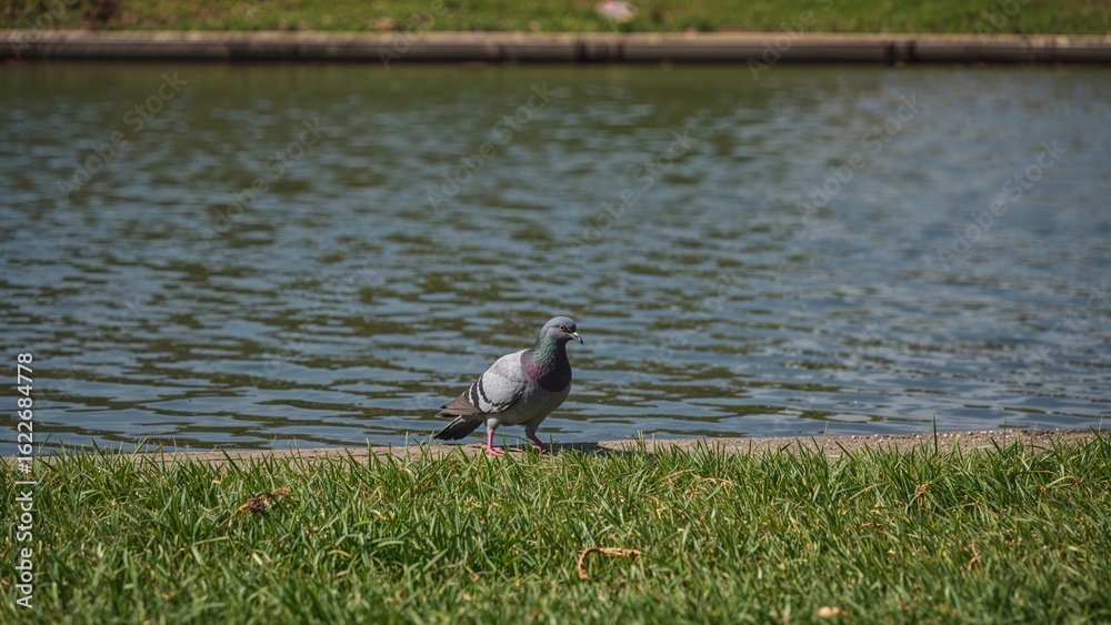 Obraz premium The big gray bird darted quickly, its legs trembling as it searched for food on the wooden riverside floor in a city park. This bird represents global harmony.