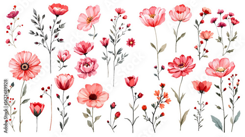 red poppies on white background