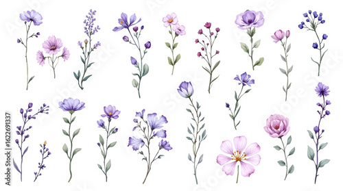 Lavender flowers isolated on white background with purple petals and green leaves in a vector illustration style