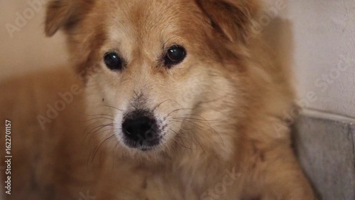 Adorable Golden Retriever Female Dog Panting After Playtime