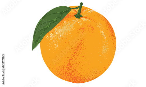 Fresh orange fruit print. Nature fruit club print design. Organic food artwork for for t shirt and poster.