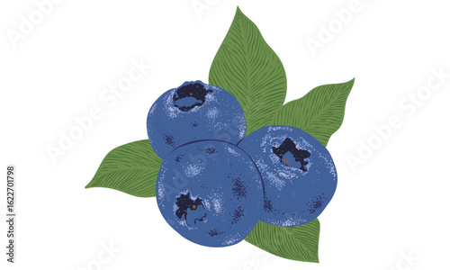 Blueberries art. Blueberries fruit artwork. Organic food artwork for for t-shirt. Fresh Blueberries fruit print. Fruit club print design.