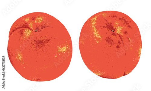 Organic food artwork for for t-shirt. Fruit vintage t-shirt design. Peach art. Summer food poster design. Peach fruit set. Fresh fruit print.