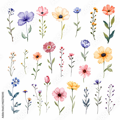 Watercolor set of garden flowers hand drawn illustration.  Botanical illustration, spring flowers floral set. 