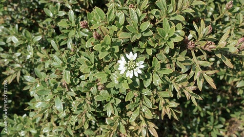 Wallpaper Mural Wrightia Antidysenterica Plants with Reddish-Brown, Spear-Formed Single Leaves Highlighted by Green Tips and Hairy White Flower Bunches Torontodigital.ca