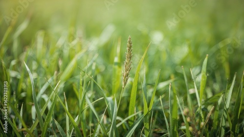 Blurred green herb background