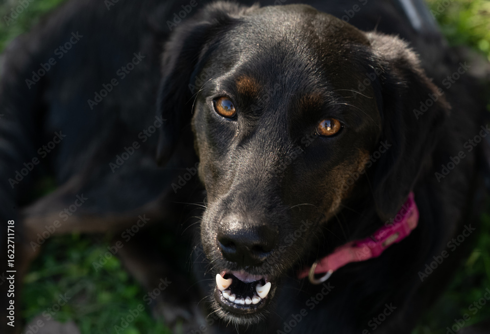 A portrait of a black dog with beautiful eyes. A very close-up shot. A portrait of a black dog with beautiful eyes. A very close-up shot.