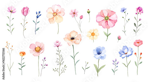 Flowers on a white background