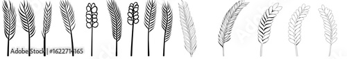 Various wheat branches on a white backdrop