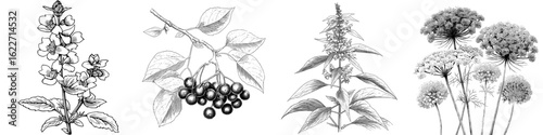 Modern isolated sketch illustration of a buckwheat plant in black and white