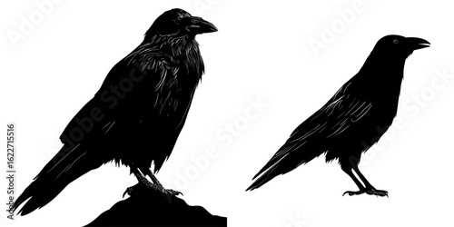 A black raven or crow is depicted in a modern silhouette against a white backdrop, symbolizing Halloween and cemeteries, embodying both a predator and scavenger
