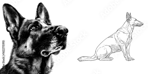 Modern outline portrait of a black and white German Shepherd or Belgian Malinois dog sitting
