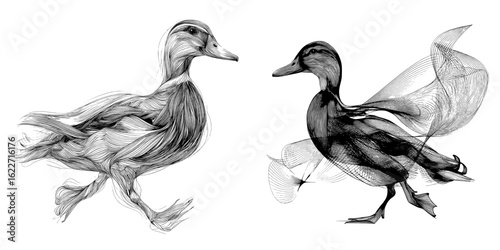 The modern illustration features a duck in continuous line art drawing style, presented as an abstract minimalist black linear sketch of a walking duck isolated on white background