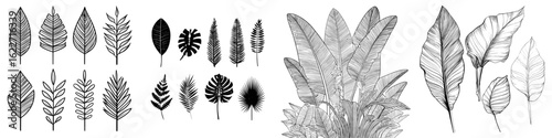 Modern line set of tropical leaves, featuring a black palm leaf outline doodle design, isolated on a white background with editable stroke, exemplifying a nature exotic illustration