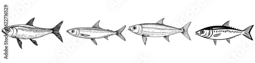 A pilchard is depicted in an ink sketch as a sardine, which is essentially a small herring, shown in a hand-drawn modern illustration isolated on a white background in retro style