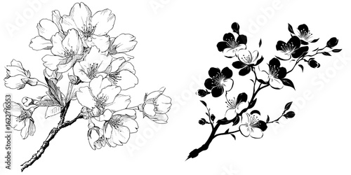 A branch of japanese sakura blossoms is set against a white background as an isolated black silhouette featuring beautiful spring cherry flowers in a modern illustration