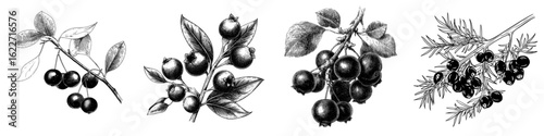 Juniper modern drawing, an isolated vintage illustration of a berry on a branch, features an organic essential oil engraved style sketch, symbolizing beauty and spa, as well as a cosmetic ingredient