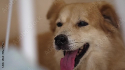 Close-Up of Happy Female Golden Retriever Dog Relaxing Indoors