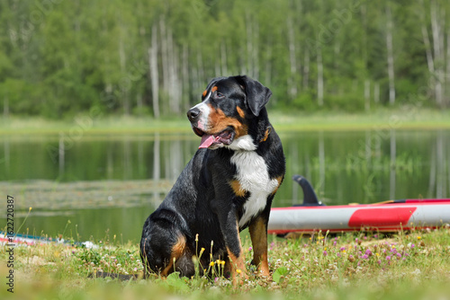 Wet Greater Swiss Mountain Dog sitting on lake background