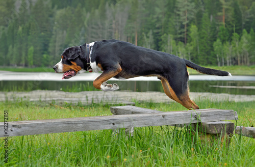 Jumping Greater Swiss Mountain Dog