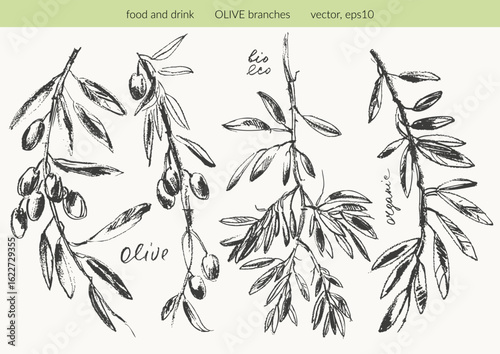 Hand drawn olive branches with leaves and berries ink sketches. For food and drink background