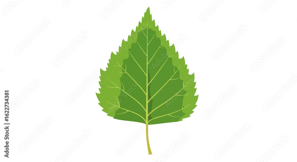 Fototapeta premium Green Serrated Leaf Vector – Botanical Nature Illustration with Sharp Edges 