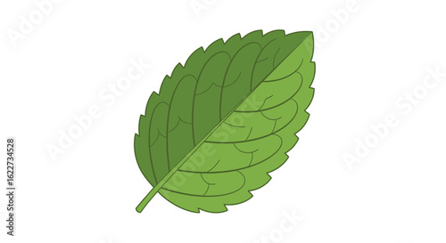 Green Serrated Leaf Vector – Mint or Herb Leaf Illustration
