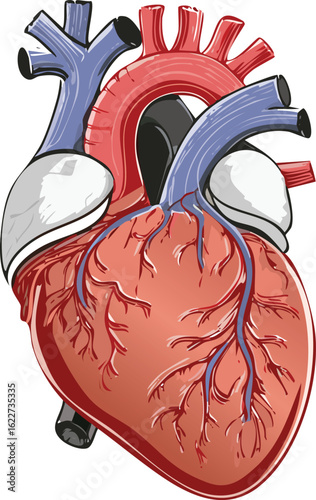 An illustration of a human heart, showing the arteries and veins in red and blue.