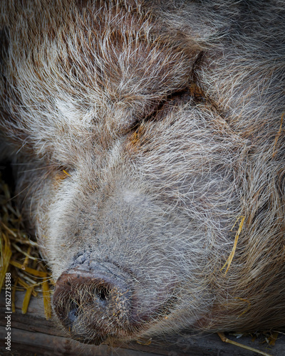Wallpaper Mural Sleepy Hog Torontodigital.ca