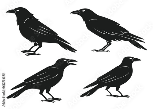 Four Black Silhouette Crows On White Background Keywords: crow, raven, bird, silhouette, black, white background, isolated, avian, animal, wildlife, nature, flying, perched, standing, wings, beak