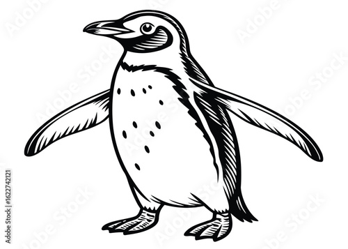Detailed black and white illustration of a single penguin with open wings bird animal