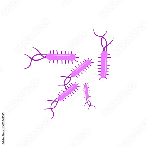 Escherichia coli bacterial vector