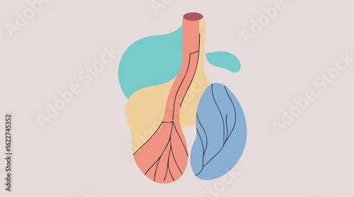Stylized anatomical illustration of the human respiratory system, depicting lungs and trachea in a modern, abstract art style.