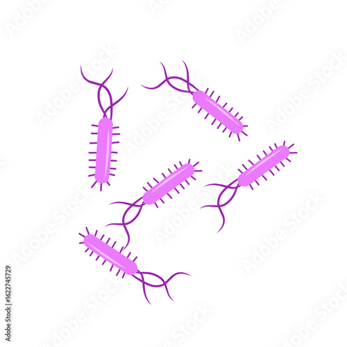 Escherichia coli bacterial vector