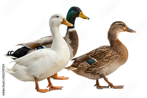 Variety of Ducks – Isolated PNG Elements on Transparent Background (Generative AI)