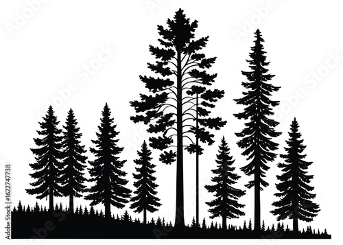 Silhouette of a dense forest with various pine trees and undergrowth evergreen